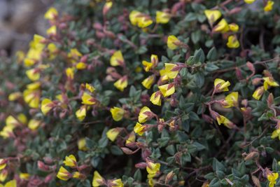 Helianthemum marifolium, photographed by Tim Johnson