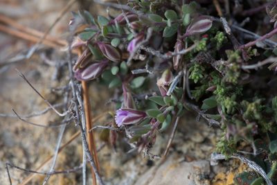Polygala rupestris, photographed by Tim Johnson