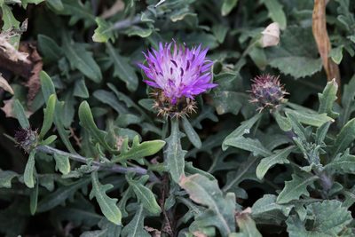 Centaurea aspera, photographed by Tim Johnson