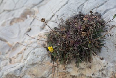 Reichardia picroides, photographed by Tim Johnson