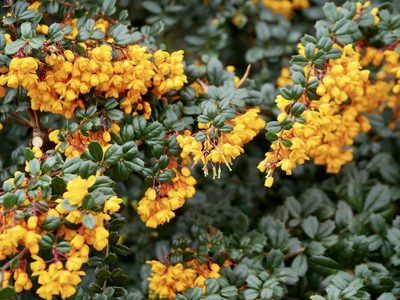 Berberis darwinii, photographed by Jonathan Prior