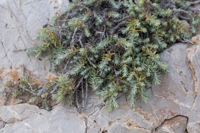Helichrysum stoechas, photographed by Tim Johnson