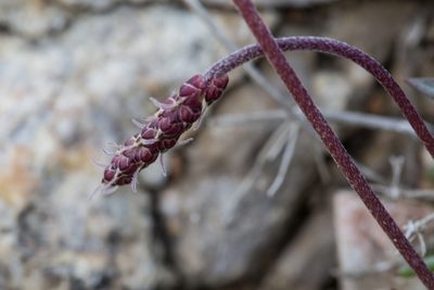 Plantago crassifolia, photographed by Tim Johnson