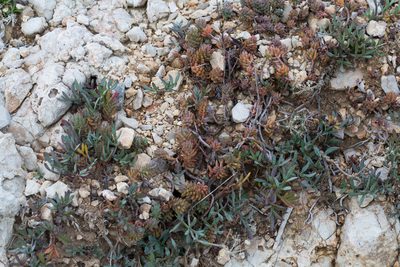 Crithmum maritimum, photographed by Tim Johnson
