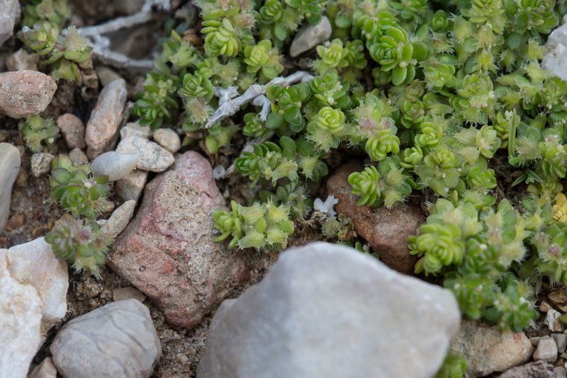 Valantia muralis, photographed by Tim Johnson
