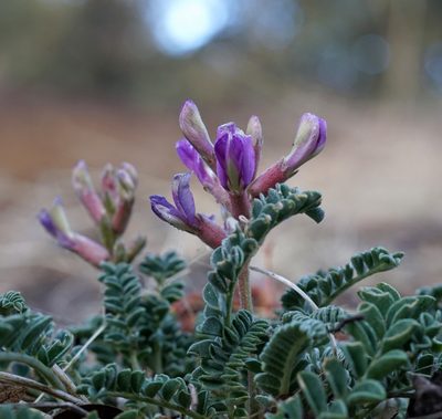 Astragalus tephrodes, photographed by Andrew Tree