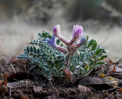 Astragalus tephrodes, photographed by Andrew Tree