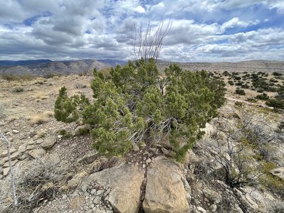 Juniperus monosperma, photographed by CK2AZ