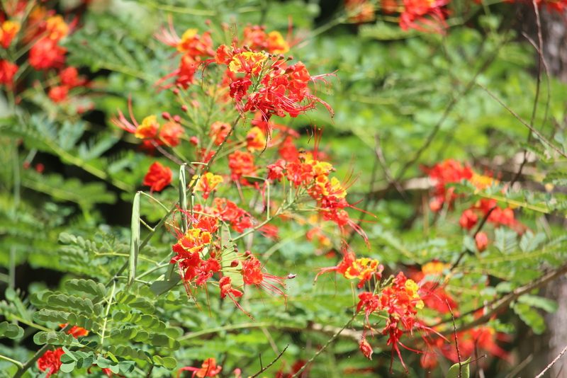 Caesalpinia pulcherrima, photographed by Ricard Busquets Reverte