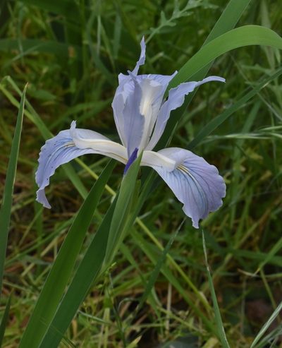 Iris munzii, photographed by Gail A Baker