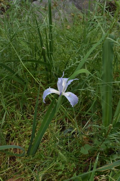 Iris munzii, photographed by Gail A Baker