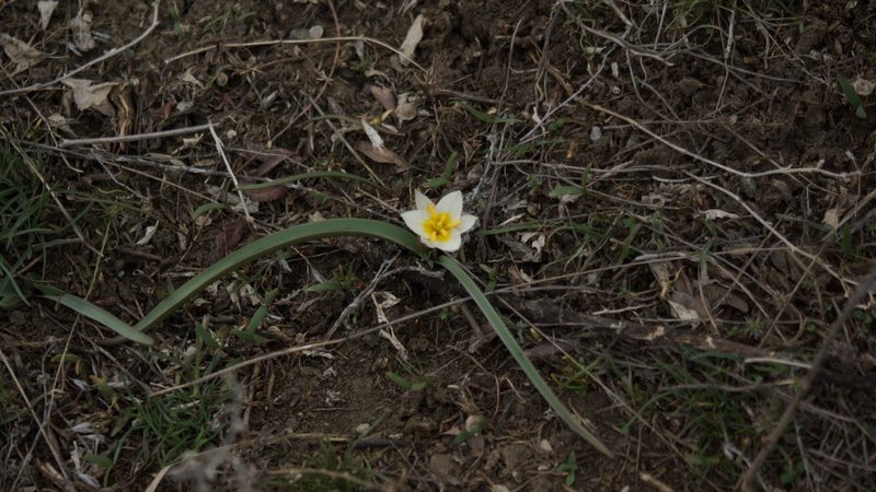 Tulipa biflora, photographed by Дима Орлов