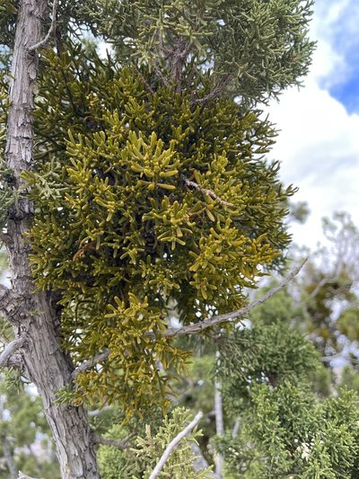 Phoradendron hawksworthii, photographed by CK2AZ