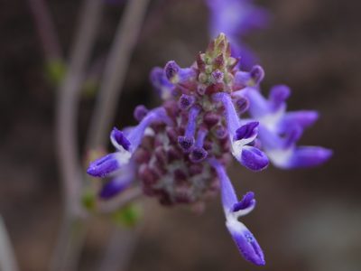 Coleus strobilifer, photographed by Dinesh Valke