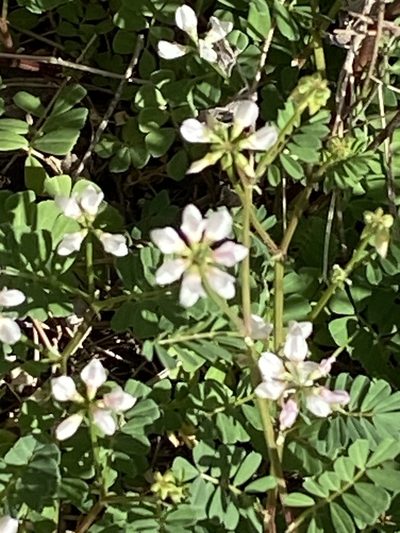 Coronilla cretica, photographed by Gary Rogers