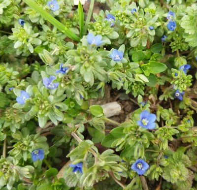 Veronica triphyllos, photographed by Юрий Данилевский (Yuriy Danilevsky)