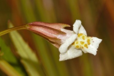 Mimulus strictus, photographed by i_c_riddell