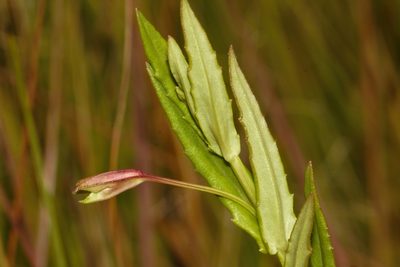 Mimulus strictus, photographed by i_c_riddell