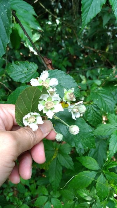 Rubus kawakamii, photographed by Lin Scott