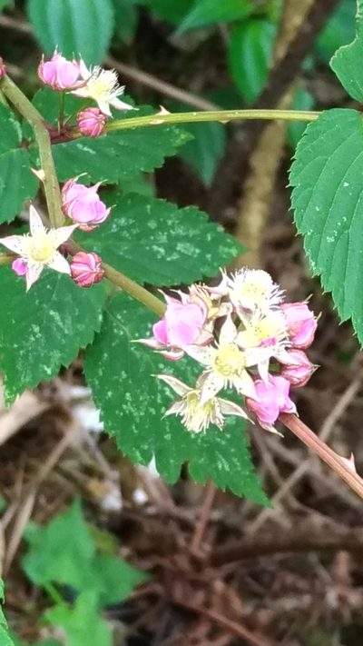 Rubus inopertus, photographed by Lin Scott