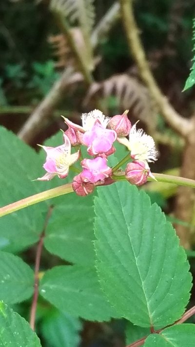 Rubus inopertus, photographed by Lin Scott
