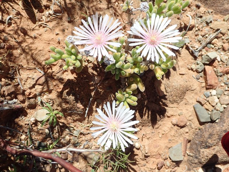 Drosanthemum eburneum, photographed by Peter Warren