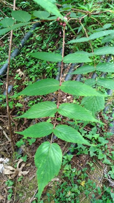 Rubus inopertus, photographed by Lin Scott