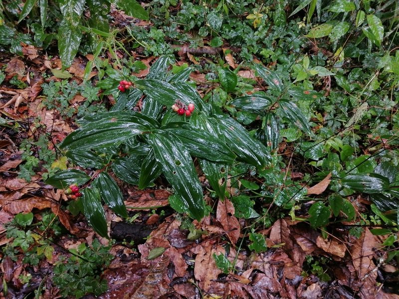 Maianthemum scilloideum, photographed by Erick Vélez Sánchez
