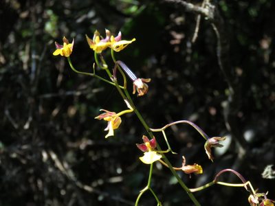 Cyrtochilum aureum, photographed by Manuel Roncal