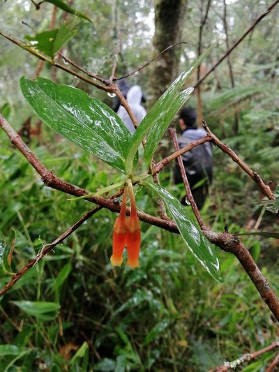 Macleania insignis, photographed by Erick Vélez Sánchez