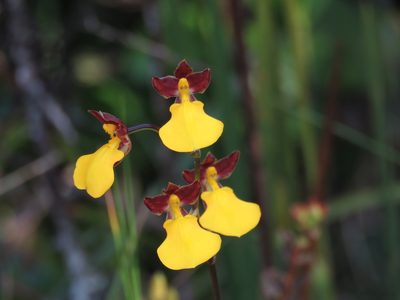 Cyrtochilum aureum, photographed by Manuel Roncal