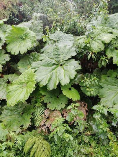 Gunnera mexicana, photographed by Erick Vélez Sánchez