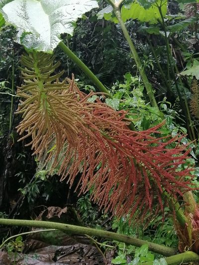 Gunnera mexicana, photographed by Erick Vélez Sánchez