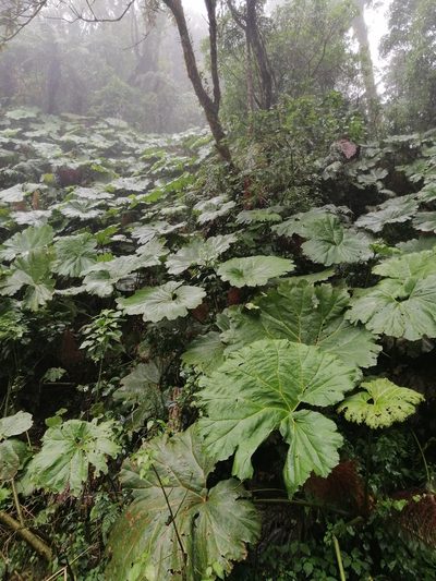Gunnera mexicana, photographed by Erick Vélez Sánchez