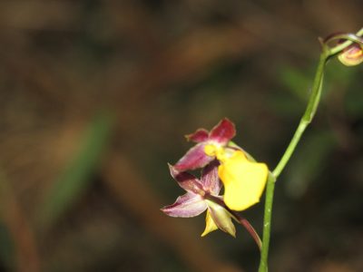 Cyrtochilum aureum, photographed by Manuel Roncal