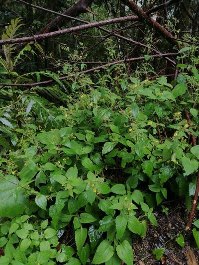 Sigesbeckia jorullensis, photographed by Erick Vélez Sánchez