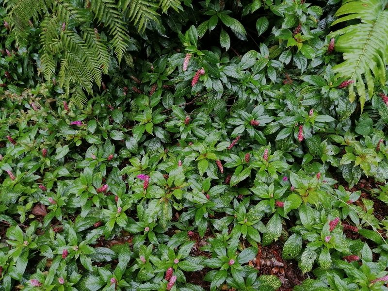Phytolacca rugosa, photographed by Erick Vélez Sánchez