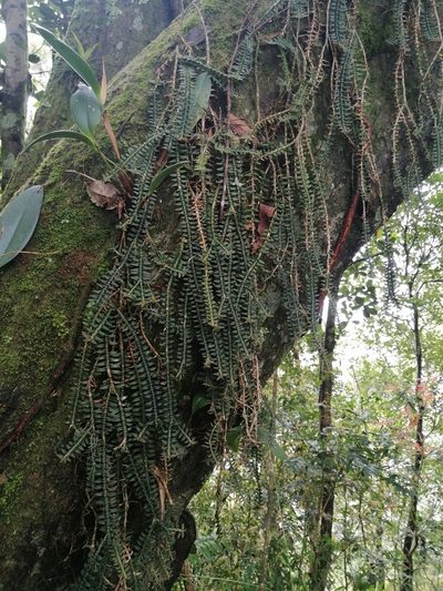 Dichaea muricatoides, photographed by Erick Vélez Sánchez