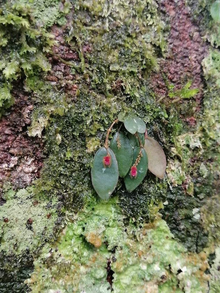 Lepanthes ancylopetala, photographed by Erick Vélez Sánchez