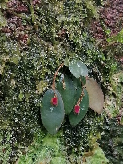 Lepanthes ancylopetala, photographed by Erick Vélez Sánchez