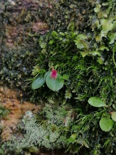 Lepanthes ancylopetala, photographed by Erick Vélez Sánchez