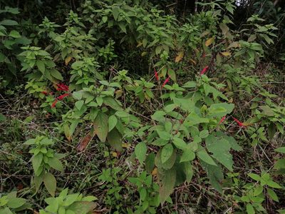 Salvia cinnabarina, photographed by Erick Vélez Sánchez
