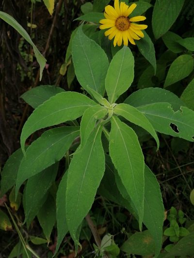 Tithonia longiradiata, photographed by Erick Vélez Sánchez