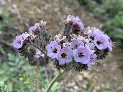 Phacelia hubbyi, photographed by william_hoyer