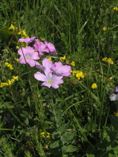 Linum hypericifolium, photographed by Oleg Kosterin