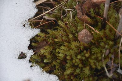 Polytrichum strictum, photographed by Игорь Васильев