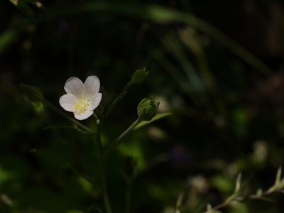 Hibiscus lobatus, photographed by Dinesh Valke