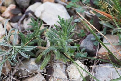 Ajuga iva, photographed by Tim Johnson