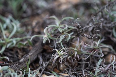 Plantago albicans, photographed by Tim Johnson