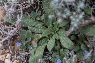 Echium parviflorum, photographed by Tim Johnson
